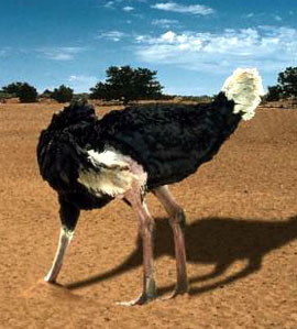 avestruz.jpg